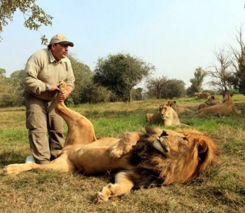 massage-lion